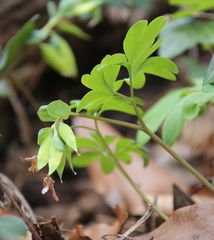 Corydalis intermedia