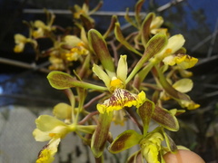 Encyclia alata