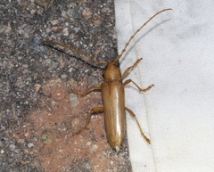 Atylostagma politum