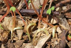 Corydalis intermedia