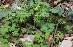 Corydalis intermedia