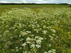 Anthriscus sylvestris