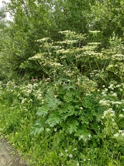 Heracleum mantegazzianum