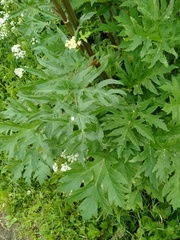 Heracleum mantegazzianum