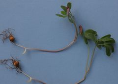 Corydalis intermedia