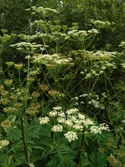 Heracleum mantegazzianum