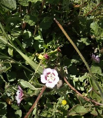 Anisodontea scabrosa