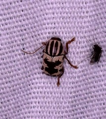 Cryptocephalus leucomelas