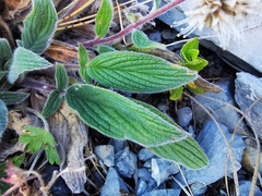 Phacelia secunda