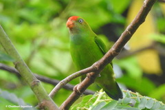 Loriculus beryllinus