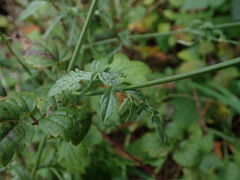 Verbena officinalis