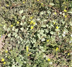 Anisodontea scabrosa