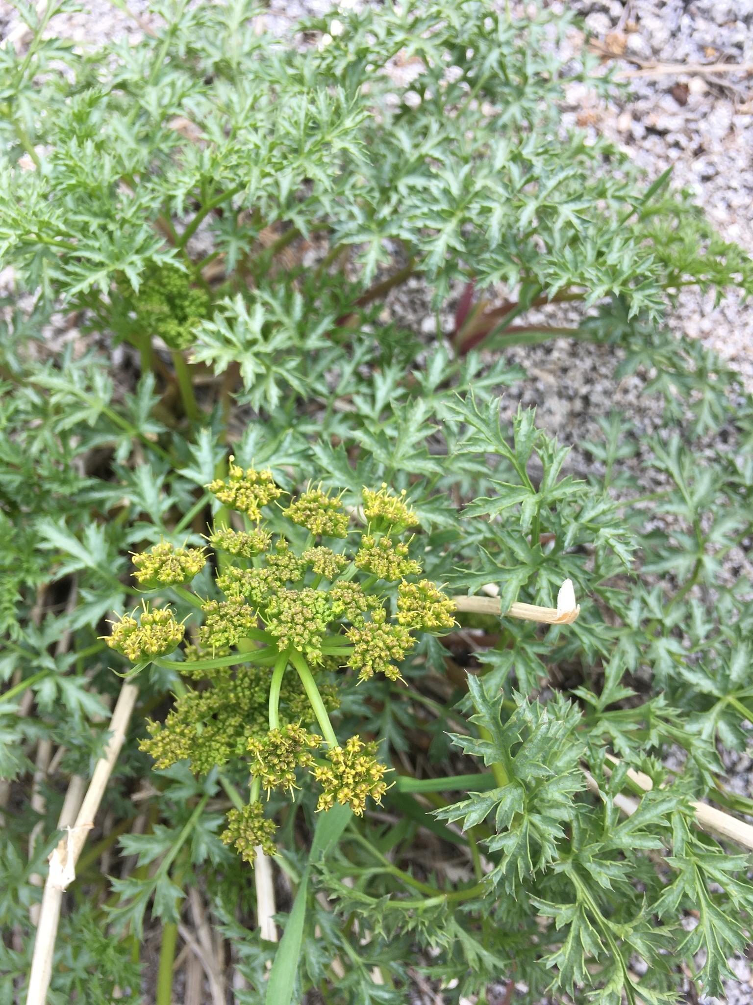 Tauschia parishii