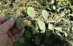 Anisodontea scabrosa