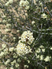 Ceanothus pauciflorus
