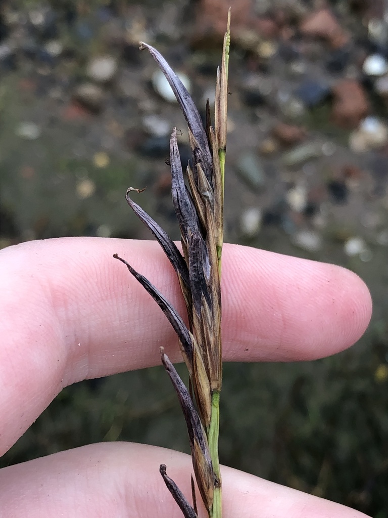 Cordgrass ergot