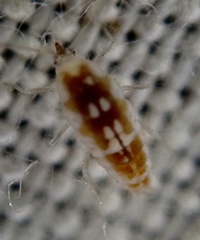 Conwentzia