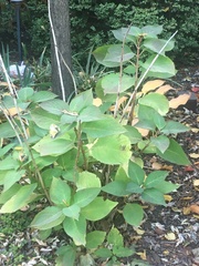 Impatiens pallida