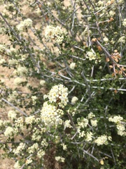 Ceanothus pauciflorus