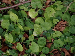 Viola odorata