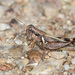 Glaucus-legged Spur-throat Grasshopper - Photo (c) Greg Lasley, some rights reserved (CC BY-NC), uploaded by Greg Lasley