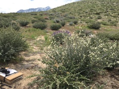 Ceanothus pauciflorus