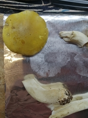 Tricholoma fumosoluteum