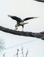 Caracara plancus