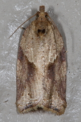 Argyrotaenia ivana