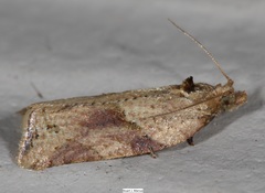 Argyrotaenia ivana