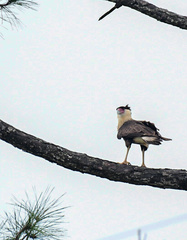 Caracara plancus