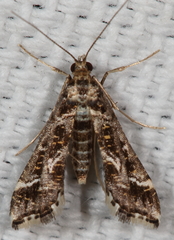 Diasemiopsis leodocusalis