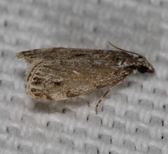 Eudonia strigalis
