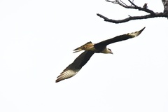 Caracara plancus