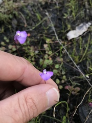 Utricularia uniflora