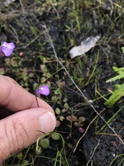 Utricularia uniflora