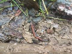 Plethodon cinereus