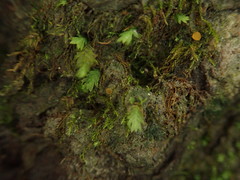 Lamprospora wrightii