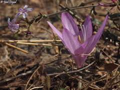 Colchicum feinbruniae