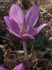 Colchicum feinbruniae
