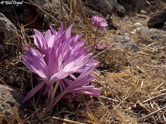 Colchicum feinbruniae