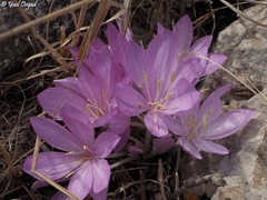 Colchicum feinbruniae