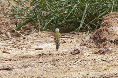 Motacilla flava leucocephala
