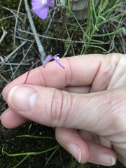 Utricularia uniflora