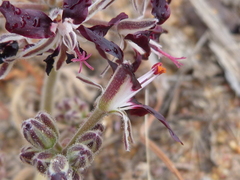 Pelargonium auritum auritum