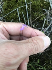 Utricularia uniflora