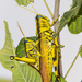 Schistocerca lineata - Photo (c) Greg Lasley,  זכויות יוצרים חלקיות (CC BY-NC), הועלה על ידי Greg Lasley