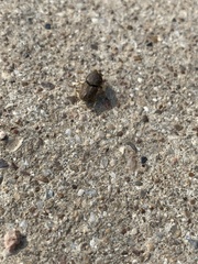 Euoniticellus intermedius