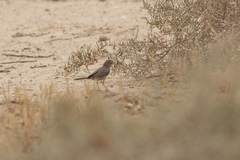 Acrocephalus griseldis