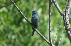 Cyanoloxia glaucocaerulea